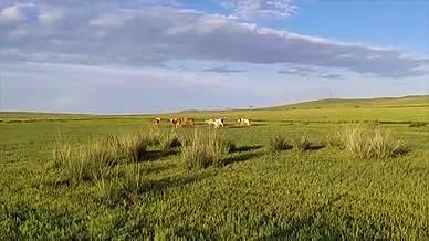 蓝天下碧绿的草原上马和牛在悠闲的吃草视频的预览图